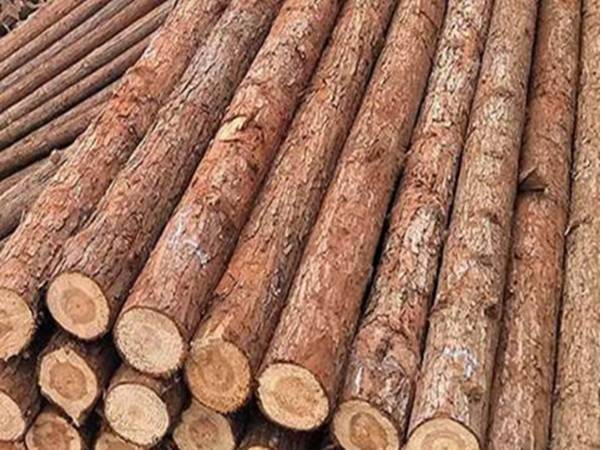 松木樁多少錢(qián)一根？松木樁的施工方案